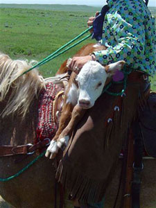USA-Colorado-Cowboy Adventure in Colorado